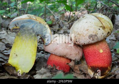 Tre campioni e sezione trasversale di Ruddy bolete o Rubroboletus rhodoxanthus, precedentemente noto come Boletus rhodoxanthus, generalmente considerato come inedibl Foto Stock