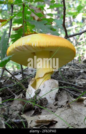 Un singolo esemplare di ben sviluppato, delizioso fungo di Cesare o Amanita Cesarea in habitat naturale, foresta di querce pianure, estate, verticale Foto Stock