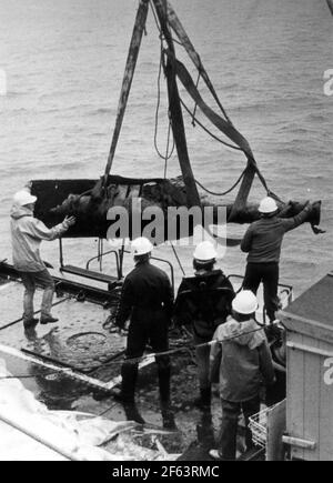 UNA PISTOLA DI BRONZO VIENE TRASCINATA A BORDO DELLA NAVE DI SALVATAGGIO MARY ROSE SLEIPNER. PIC MIKE WALKER, 1981 Foto Stock