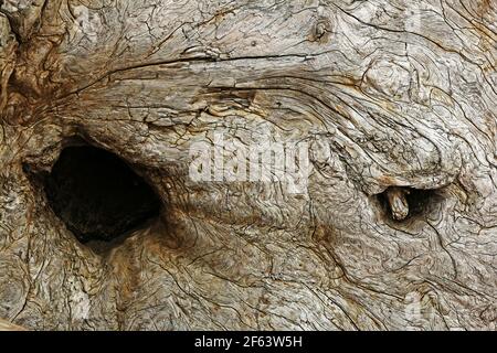 Dettaglio in primo piano del legno esposto di un albero. Foto Stock