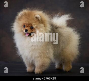 ritratto di puppy spitz pomeraniano in miniatura Foto Stock