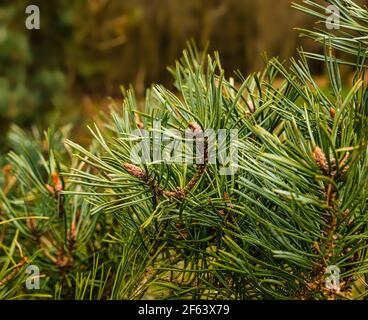 Primo piano di aghi di pino scozzese e boccioli di cono che crescono su rami di abete in legno, Scozia, Regno Unito Foto Stock