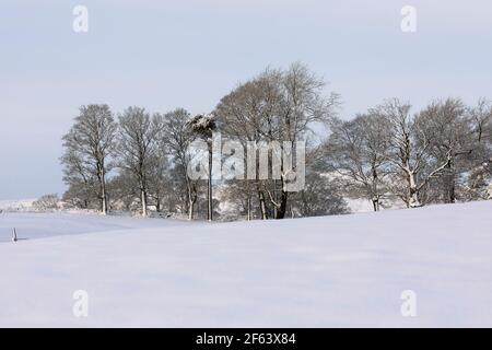 Neve fresca su alberi e pascoli, Hawes, Wensleydale, Yorkshire Dales National Park Foto Stock