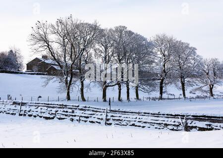 Neve fresca su alberi e muri di pietra, Hawes, Wensleydale, Yorkshire Dales National Park Foto Stock