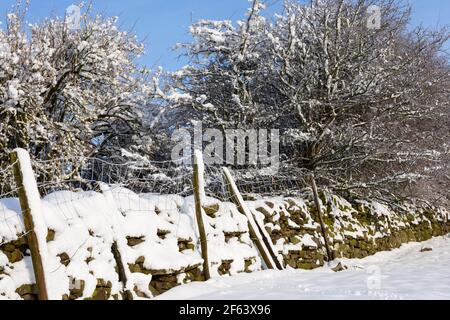 Neve fresca su alberi e muri di pietra, Hawes, Wensleydale, Yorkshire Dales National Park Foto Stock