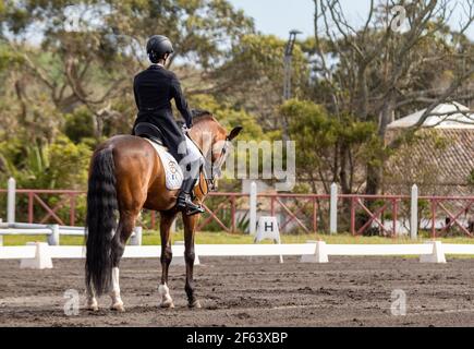 Dressage pilota in competizione con meraviglioso stallone marrone Lusitano, cavallo sorprendente. Foto Stock