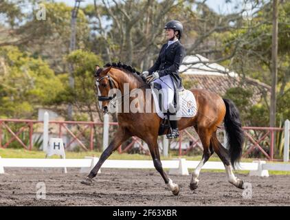 Dressage pilota in competizione con meraviglioso stallone marrone Lusitano, cavallo sorprendente. Foto Stock