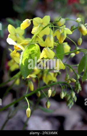 Epimedium pinnatum subsp colchicum Colchian barrenwort - spray di piccoli fiori gialli spurred con foglie a forma di cuore, marzo, Inghilterra, Regno Unito Foto Stock