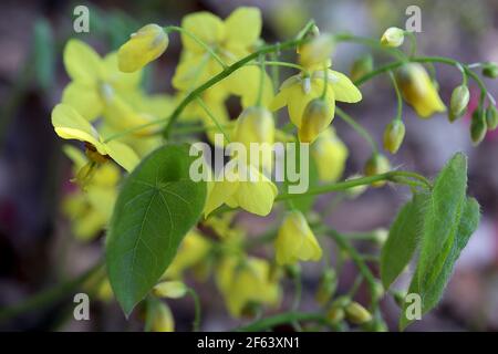 Epimedium pinnatum subsp colchicum Colchian barrenwort - spray di piccoli fiori gialli spurred con foglie a forma di cuore, marzo, Inghilterra, Regno Unito Foto Stock