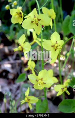 Epimedium pinnatum subsp colchicum Colchian barrenwort - spray di piccoli fiori gialli spurred con foglie a forma di cuore, marzo, Inghilterra, Regno Unito Foto Stock