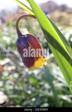 Fritillaria uva uva-vulpis fritillary di Fox – fiori marroni viola scuro con punte di petali gialli, marzo, Inghilterra, Regno Unito Foto Stock