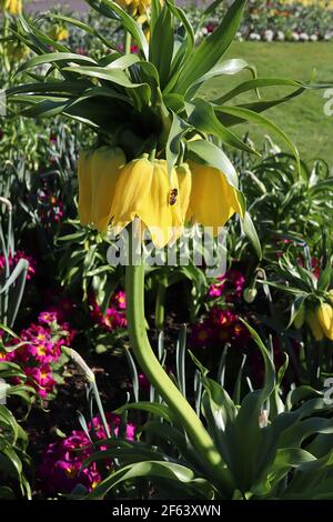 Fritillaria imperialis Lutea Corona imperiale Lutea - Giellwo gigante a forma di campana con corona a foglia, marzo, Inghilterra, Regno Unito Foto Stock