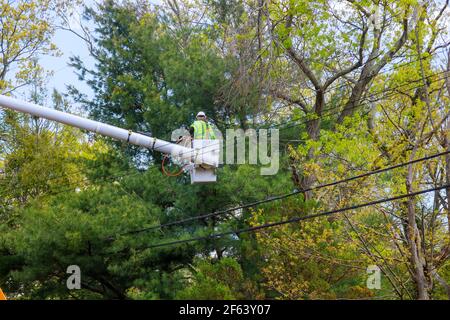 Piattaforma di lavoro aerea con alberi di potatura stagionali in primavera sulla rampa idraulica per la cura degli alberi in rimuove le diramazioni aggiuntive Foto Stock