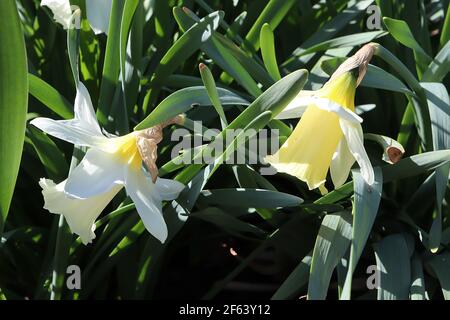 Narcissus ‘Mount Hood’ Division 1 Tromba Daffodils Mount Hood daffodil – petali bianchi e grande tromba gialla pallida, marzo, Inghilterra, Regno Unito Foto Stock
