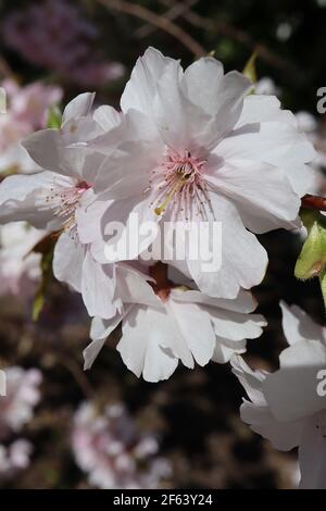 Prunus ‘accolade’ fiori di ciliegio – semi-doppi fiori rosa e bianchi, marzo, Inghilterra, Regno Unito Foto Stock