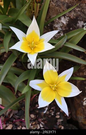 Tulipa tarda specie tulipano 15 tarda tulipano – tulipani bianchi con ampio alone giallo, marzo, Inghilterra, Regno Unito Foto Stock