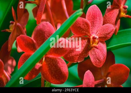 Bel ramo rosso tropicale di orchidea fiore phalaenopsis dalla famiglia Orchidee in Garden.Macro di orchidea in azienda, in colore morbido, sfondo sfocato Foto Stock