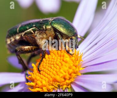 rosa verde chafer in latino cetonia aurata - insetto seduto e fiore giallo violetto o blu impollinato Foto Stock