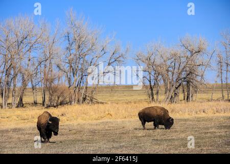 Due bufali selvatici americani Bison bull al pascolo sul Grande Pianure in Colorado Foto Stock