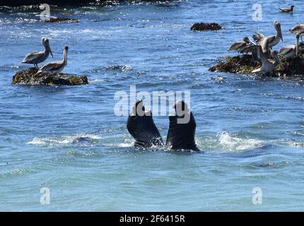 Elefanti foche, Pellicani, Zebre lungo la costa centrale della California vicino a San Simeon, Hearst Castle lungo la costa dell'Oceano pacifico, 15 agosto 2020. Foto di Jennifer Greylock Foto Stock