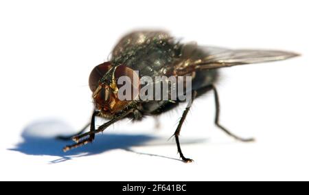 vola con gli occhi rossi, primo piano di isolatet mosca su sfondo bianco Foto Stock