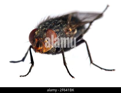 vola con gli occhi rossi, primo piano di isolatet mosca su sfondo bianco Foto Stock