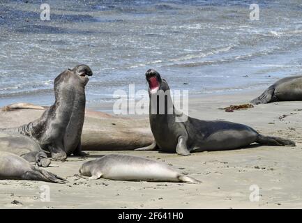 Elefanti foche, Pellicani, Zebre lungo la costa centrale della California vicino a San Simeon, Hearst Castle lungo la costa dell'Oceano pacifico, 15 agosto 2020. Foto di Jennifer Greylock Foto Stock