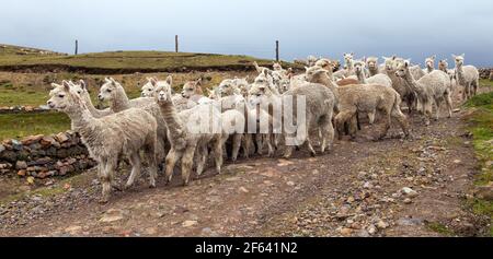 lama o lama, mandria di lamine su pascoli, Ande montagne, Perù Foto Stock