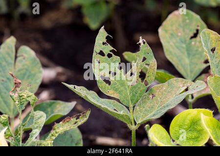 Closeup di foglia di pianta di soia con danno chimico erbicida. Concetto di agricoltura, controllo delle erbacce, perdita di resa. Foto Stock