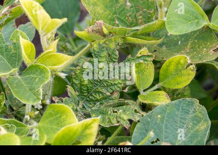 Closeup di foglia di pianta di soia con danno chimico erbicida. Concetto di agricoltura, controllo delle erbacce, perdita di resa. Foto Stock