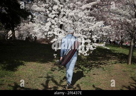 Washington, Stati Uniti. 29 marzo 2021. La gente si raduna vicino al bacino di Tidal per vedere i ciliegi in fiore il 29 marzo 2021 a Washington, DC. (Foto di Oliver Contreras/SIPA USA) Credit: Sipa USA/Alamy Live News Foto Stock