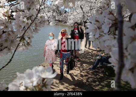 Washington, Stati Uniti. 29 marzo 2021. La gente si raduna vicino al bacino di Tidal per vedere i ciliegi in fiore il 29 marzo 2021 a Washington, DC. (Foto di Oliver Contreras/SIPA USA) Credit: Sipa USA/Alamy Live News Foto Stock