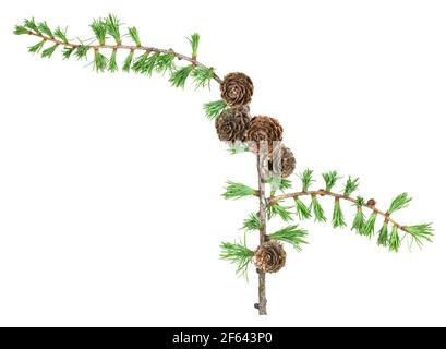 Larice europeo ramato, Larix decidua con coni isolati su sfondo bianco Foto Stock