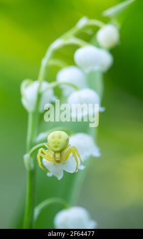 Ragno di granchio d'oro, Misumena vatia sul giglio della valle, Convallaria majalis Foto Stock