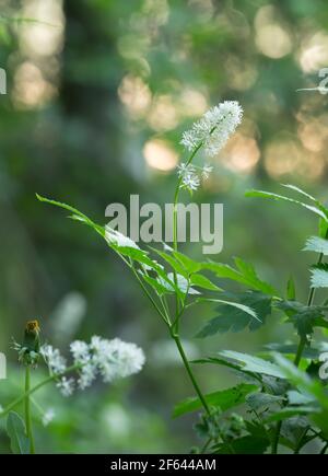 Fiore bacca, Actaea speziata, feflections sullo sfondo Foto Stock