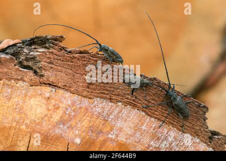 Segatrici di pino, Monochamus sutor su legno di pino Foto Stock