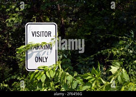 Parcheggio per i visitatori solo segno con la vite strisciante che copre la parola Parcheggio Foto Stock