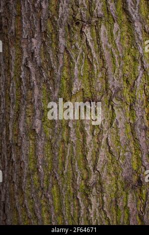 Un albero deciduo in primo piano. Corteccia e struttura muschio in luce naturale. Foto Stock