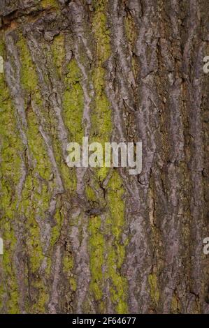 Un albero deciduo in primo piano. Corteccia e struttura muschio in luce naturale. Foto Stock