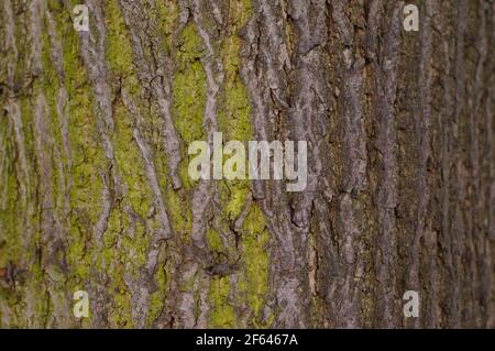 Un albero deciduo in primo piano. Corteccia e struttura muschio in luce naturale. Foto Stock