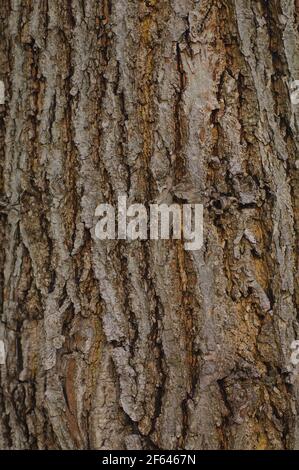 Un albero deciduo in primo piano. Corteccia e struttura muschio in luce naturale. Foto Stock