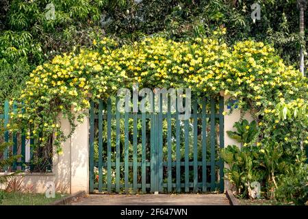 Città di Bao Loc, provincia di Lam Dong, Vietnam - 29 marzo 2021: Porta di una casa ricoperta di graziosi vigneti di fiori gialli nella città di Bao Loc, provincia di Lam Dong, Foto Stock