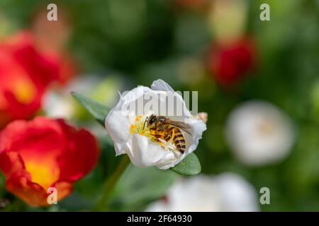 Ape di miele in fiore di Portulaca grandiflora che porta pollini da uno fiorire ad un altro e raccogliere miele Foto Stock