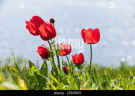 Gli anemoni rossi in fiore si avvicinano sullo sfondo del cielo e il lago Foto Stock