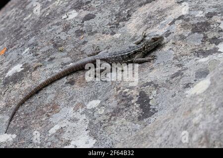 Madagascar Swift di Duméril o Madagascar avvistato iguana a coda di spinoso (Oplurus quadrimaculatus) - Madagascar Foto Stock