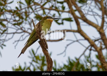 Madagascar Bee-Eater (Merops superciliosus) - Madagascar Foto Stock