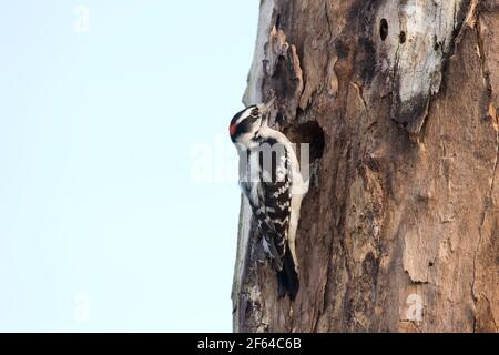 Adulto maschio Downy Woodpecker (Dryobates pubescens) su un albero a Long Island, New York Foto Stock
