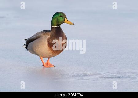 Mallard drake (Anas platyrhynchos) adulto su un lago ghiacciato a Long Island, New York Foto Stock