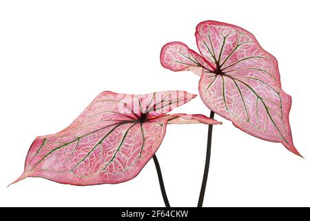 Foglie rosa venature verdi della pianta di Caladium isolate su Bianco Sfondo con tracciato di ritaglio Foto Stock