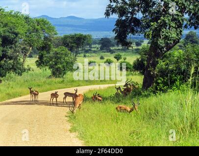 Vero impala grazioso in erba verde in giornata di sole Foto Stock